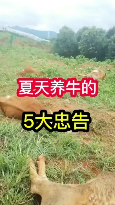 ������ţ��5����������ţ��Ҫ֪��#��ţ #��ţ�� #��ֳ