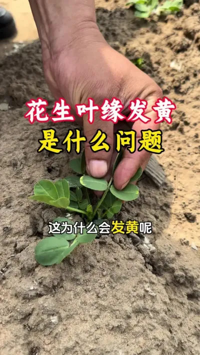 花生叶片边缘发黄是什么问题？#花生种植 #花生高产全程模式化管理 #花生高产 #花生高产小妙招 #毛国富大田高产管理