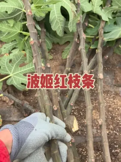 ů�ﲨ����֦����ľ�ʻ��������ʻ�ĺ�