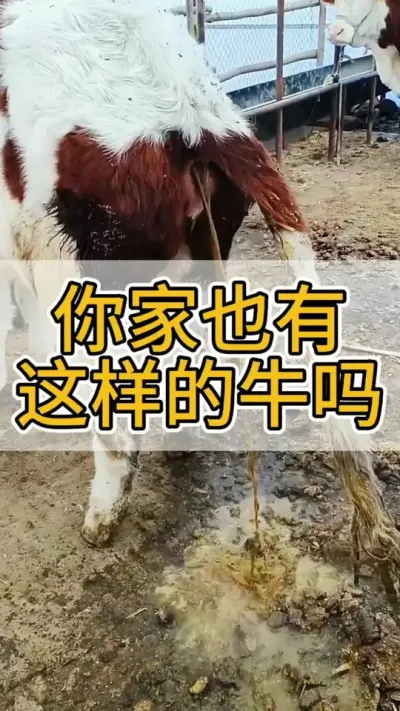 你家也有这样的牛吗#养牛 #养牛人 #农村养牛 #西门塔尔 #三农养殖