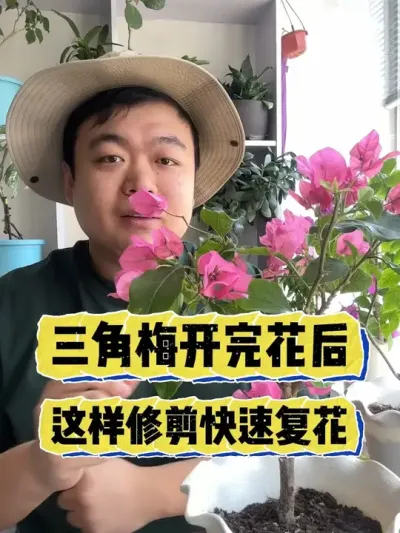 三角梅开完花以后，这样修剪可以快速复花。 #养花 #养花小知识 #花卉 #花卉绿植 #盆栽