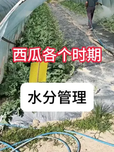 ˮʹҪݪֲ # #ũƹ # #ũҵݪֲ #ũ