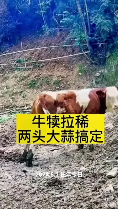 #��ţ #��ţ���� #��ţ��