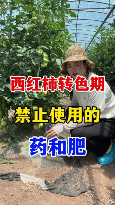 ������תɫ��եȡʹ�õ�ҩ���� #������ݪֲ #������ݪֲ����