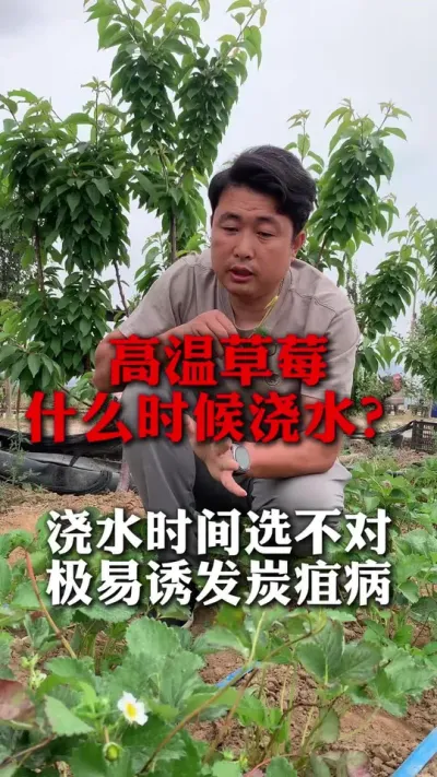 高温草莓什么时间浇水合适？#草莓种植 #草莓种植技术 #草莓管理 #分享农业知识帮农民增产增收 #新农人计划