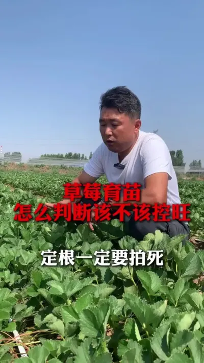 ��ô�жϸò�Ӧ����#��ݮݪֲ #��ݮݪֲ���� #��ݮ���� #��ũ������ #����ũҵ֪ʶ��ũ����������