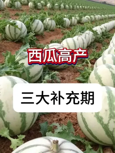 ���ϸ߲����������� ���ϸ߲�����ʱ��#������ũ #��ũ #���� #�������ղ���Ӳԭ�� #����ݪֲ