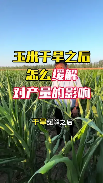 ���׸ɺ���Ҷ֮����ô����ɺ��Բ�����ɵ�Ӱ����#����ݪֲ #����ݪֲ���� #���׸߲�ݪֲ���� #���׸߲� #ë��������߲�����