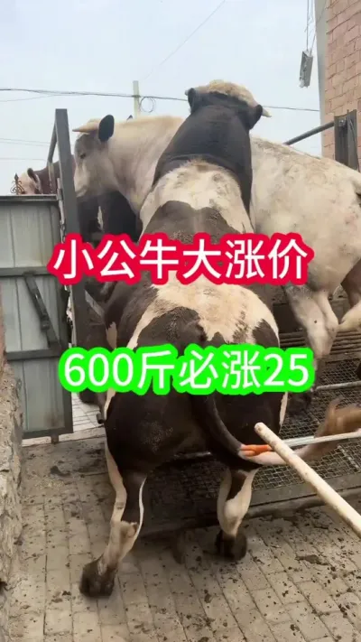 ţ�ۼ������Ǽ���������С��ţ #��ţ #��ţ�� #ţ������