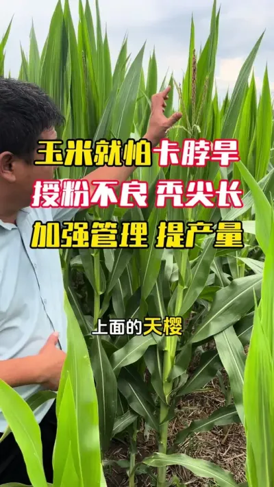 �������¿��������ڷ۲���ͺ�ⳤ#����ݪֲ #����ݪֲ���� #���׸߲�ݪֲ���� #���׹��� #ë��������߲�����