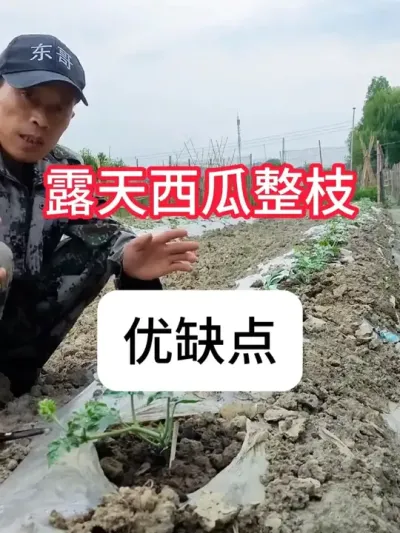 ������ô��֦��������֦�Ͳ���֦���� #����ݪֲ #�������� #��ũ #ũ���ƹ� #������ũ