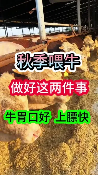 �＾ιţ�����������ţθ�ں��ϱ��������ǿ׳#��ţ�� #��ţ���� #ũ����ţ #��ֳС֪ʶ