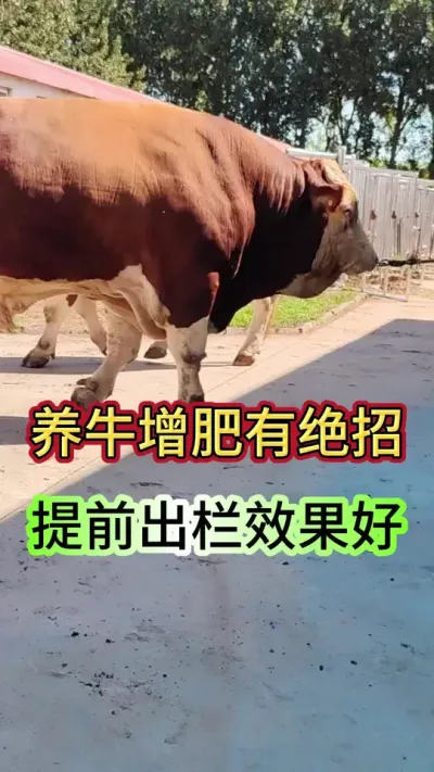 养牛增肥有绝招，提前出栏效果好#育肥牛 #养牛 #养牛人 #牛羊养殖 #三农