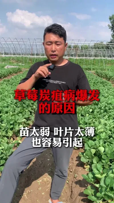 ̿�Ҳ�����Ե��ԭ��#��ݮݪֲ #��ݮ��ժ԰ #̿�Ҳ����� #��ݮ��������