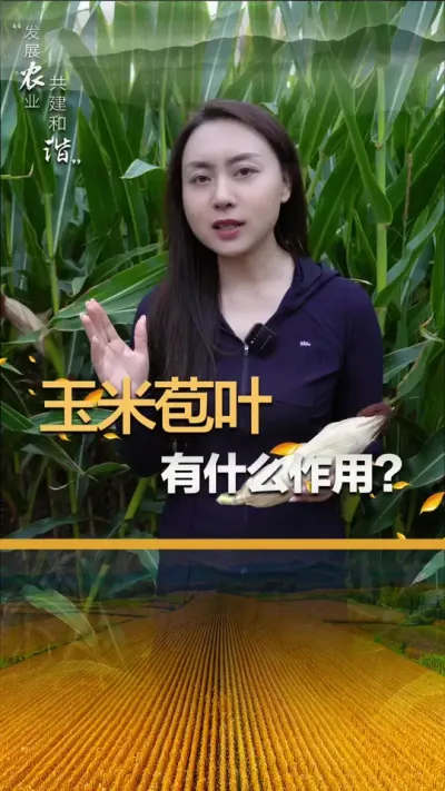 ���׵İ�Ҷ��ʲô��������#��ũ #����ݪֲ #����ݪֲ���� #�������� #������ũ��