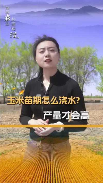 玉米苗期怎么浇水？产量才会高#玉米种植 #玉米种植技术 #玉米种子 #三农 #抖音新农人
