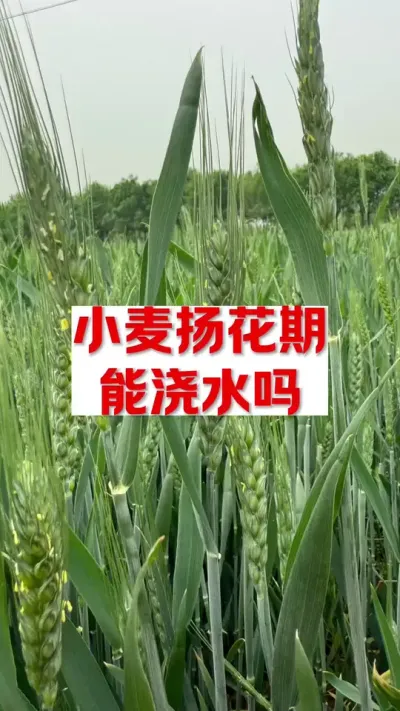 小麦扬花期能浇水吗 #高产小麦管理技术 #每天分享农业知识帮农民增产增收 #关注我每天分享农业植保知识