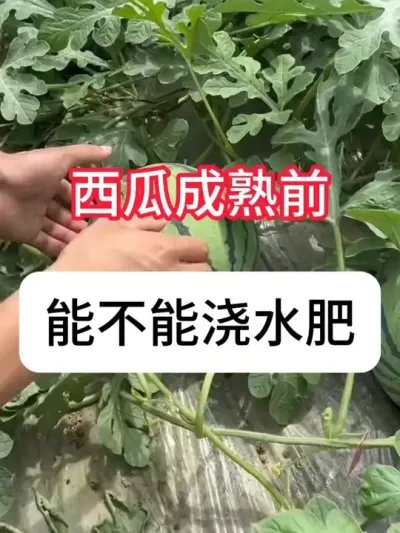 ���ϳ���ǰ�ܲ��ɽ�ˮʩ���� ���ϳ���ǰˮ�ʹ����ƻ�#������ũ֧����ũ #��ũݪֲ #����ݪֲ #�������ղ���Ӳԭ�� #ˮ��