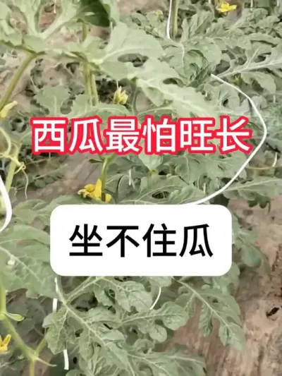 西瓜安全控旺方法 #农业种植 #西瓜种植 #农业技术推广 #增产增收才是硬道理 #助力三农