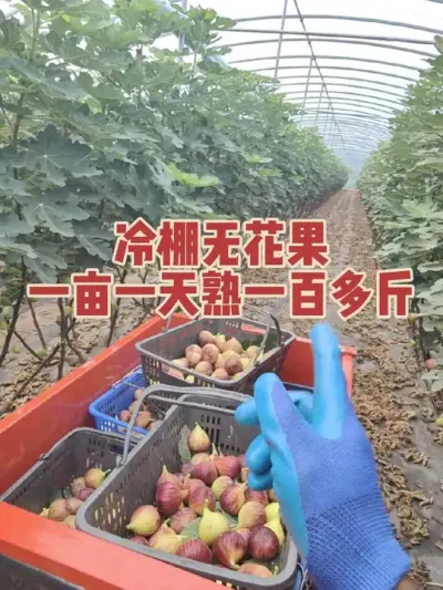 ݪֲ�����¶���޻�����һ������æ�ľ����＾�⼸������æ�����춼ûʱ�䱬��Ʒ??#�����޻���ݪֲרҵ������ #�������﹢�и��óԵ��޻�����ժ԰ #�޻�������