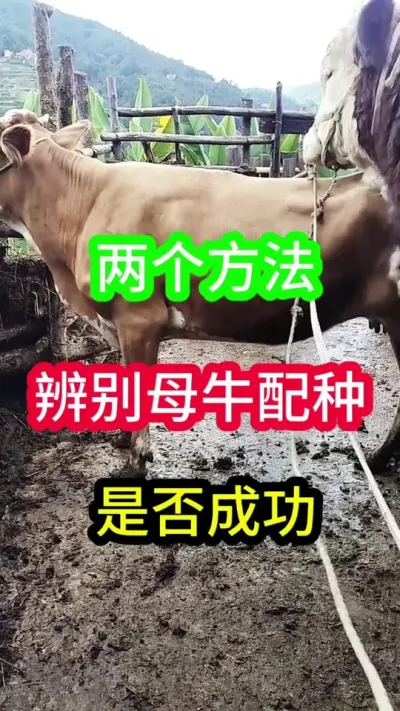 ����Ҫ������ĸţ�����Ƿ��ֳ�#ĸţ #��ţ #����ĸţ #��ţ�� #��ţ����