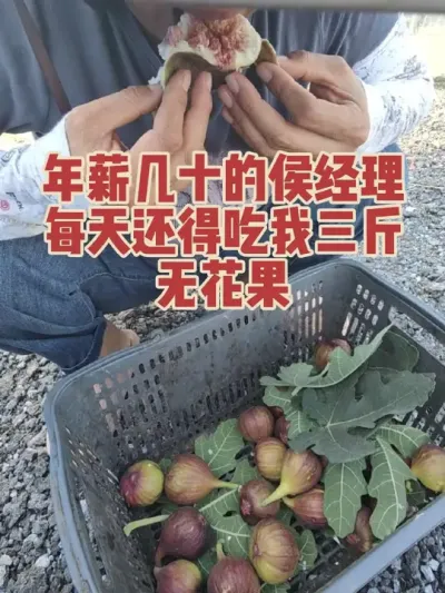 �����޻���԰������������#�����޻���ݪֲרҵ������ #�޻�������