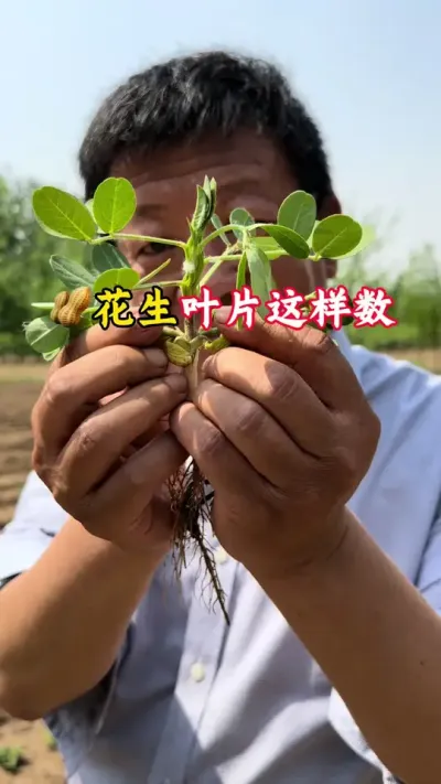 花生叶片怎么数#花生种植 #花生管理 #花生管理技术 #花生高产全程模式化管理 #毛国富大田高产管理