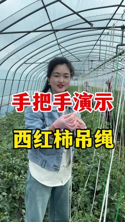 手把手来给大家演示西红柿如何来吊绳#西红柿种植 #西红柿种植技术
