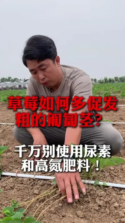 草莓怎样多促发粗的匍匐茎？#草莓种植管理技术和方法 #分享农业知识帮农民增产增收 #草莓种植技术 #草莓种植 #草莓育苗