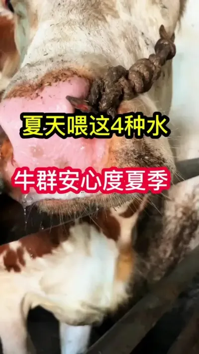 ������ţι����4��ˮ��ţȺο�������#��ţ #��ţ���� #��ֳ