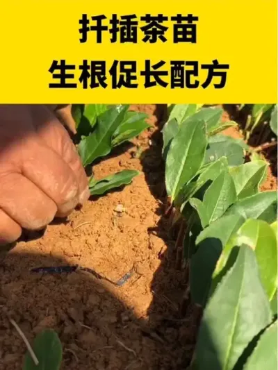 Ǥ����������ٳ��䷽#����