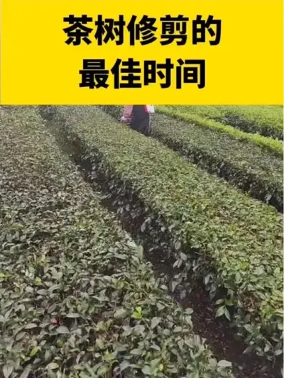 �����޼������ʱ��#����