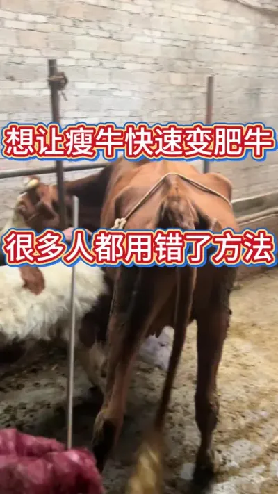 ������ţ���ţ���������ô���Ҫ��#��ţ #��ţ�� #����ţ #��������С��ţ