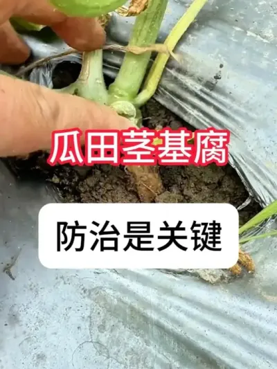 ܹϷ ܹϾμƻ#ܹݪֲ # # #ݪֲ #ũ֧ũ