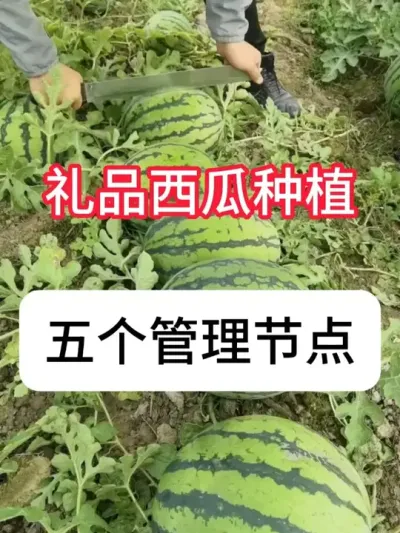 �������Ϲ���Ҫ�� #����ݪֲ #ũ��֪ʶ #��ũ#���溦���� #������ũ