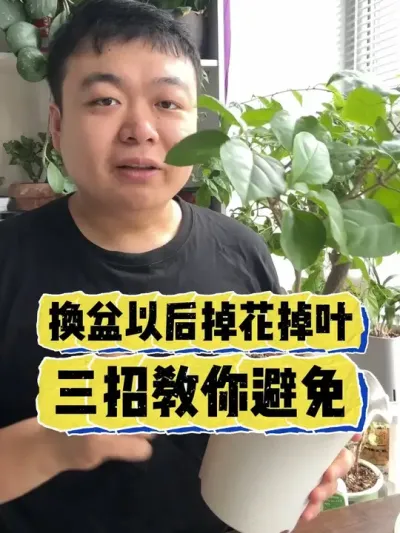 ���������Ժ������Ҷ�����н�����ֹ�� #���� #����С֪ʶ #���� #������ֲ #����