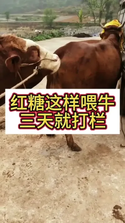 ��������ιţ����ʹ���#ĸţ #����ĸţ #��ţ�� #��ţ #ţ����ֳ