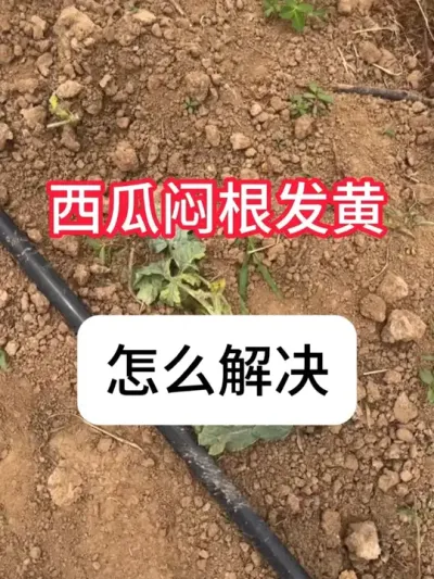 ݪֲ ˸#ݪֲС #ũ֧ũ # #ݪֲ #ϲ