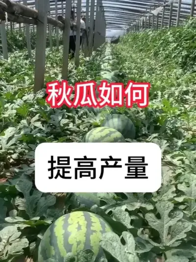 ߲Ҫ #ݪֲ # # #ũƹ #ũ֧ũ