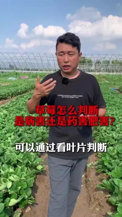 ��ô�ж��ǲ����վ�ҩ��#��ݮݪֲ #��ݮݪֲ���� #��ũ������ #��ݮ���� #����ũҵ֪ʶ��ũ����������