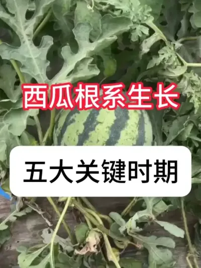 ����������5��ź��� #����ݪֲ #��ũ #ݪֲС���� #���� #������ũ