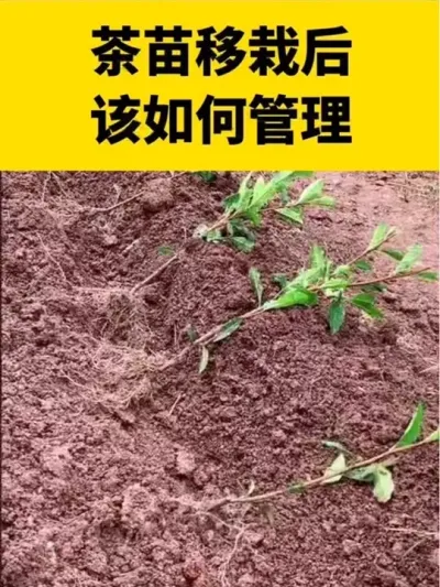 �������Ժ����������#���� #����ݪֲ