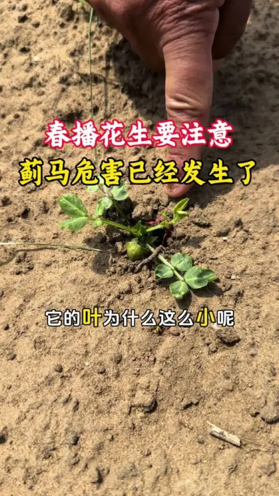 春播花生一定要注意蓟马在苗期带来的危害#花生种植 #花生高产#花生蓟马#花生高产管理 #毛国富大田高产管理