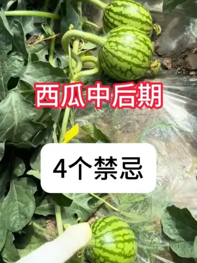 �����к�������Щ���ɲ������� �����к���4������#���� #ʩ�� #��ũݪֲ #ũҵ�����ƹ� #��������