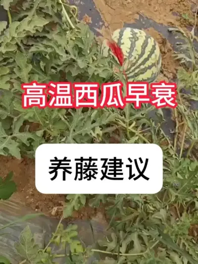 ��������ή����˥���Ҫ�� #����ݪֲ #ݪֲС���� #��ũ #���溦���� #������ũ