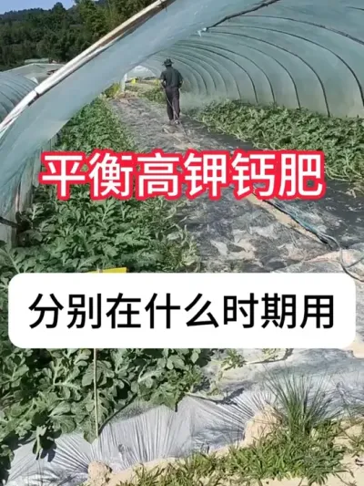 西瓜生长期怎么施肥？西瓜施肥全方案 #农业种植 #西瓜 #农业植保知识分享 #三农 #抖音助农