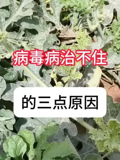 ���ϲ���������Ե��ԭ�������������Ҫ�� #����ݪֲ #���溦���� #������ #��ũ #������ũ