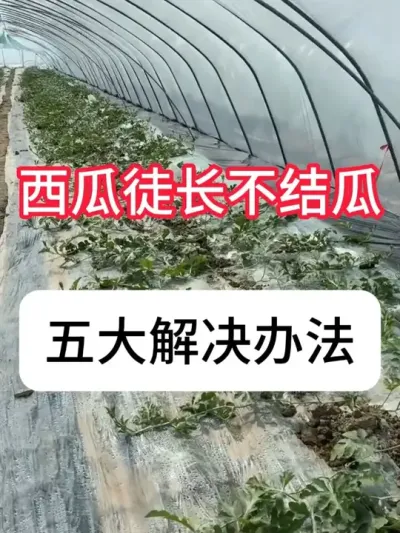 ���ϲ������ô���������ϲ���Ͻ������ #����ݪֲ #�������� #��ũ #ũ���ƹ� #ũҵݪֲ