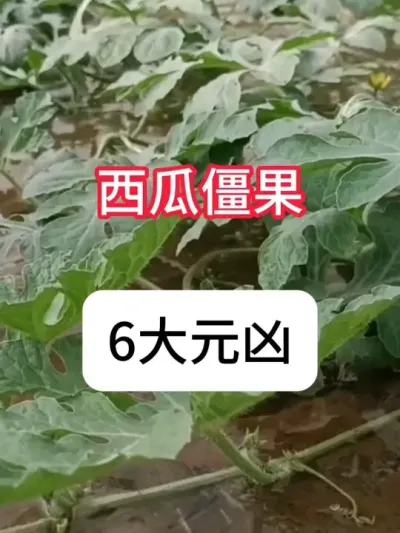 ���Ͻ���������ô���������Ͻ������Ҫ�� #ũҵݪֲ #���� #�������� #��ũ������ #������ũ