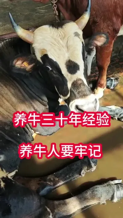 ��ţ��ʮ����������ţ��Ҫ����#��ţ #��ţ���� #��ţ��